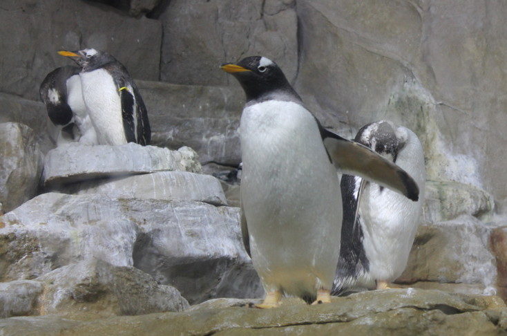 Pinguïns spotten in Genua